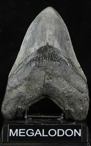 Huge, Serrated Megalodon Tooth #32831